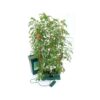 system-autopot-easytogrow-2-pots-reservoirsdfdsf